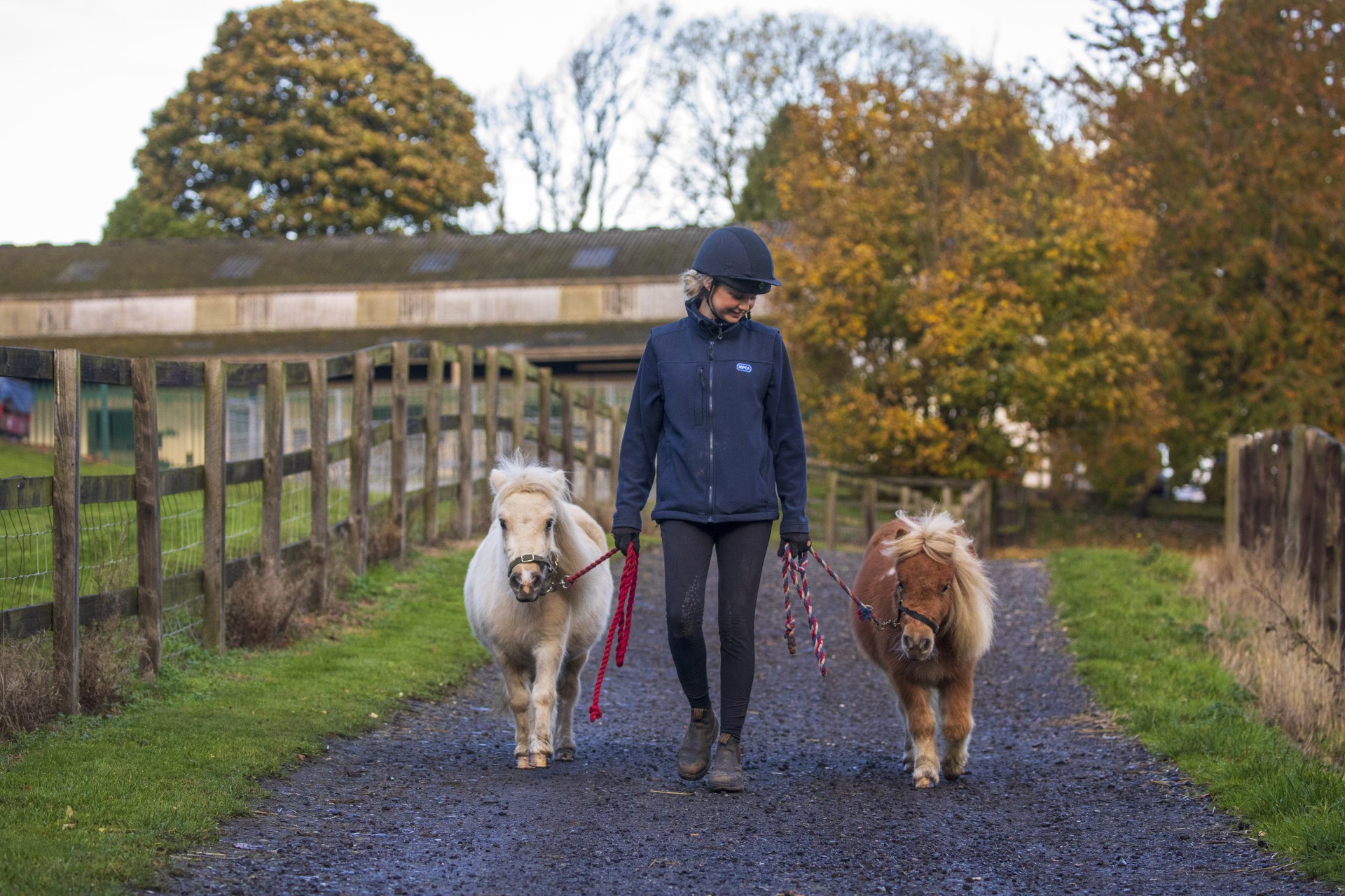 RSPCA worker walking with horses