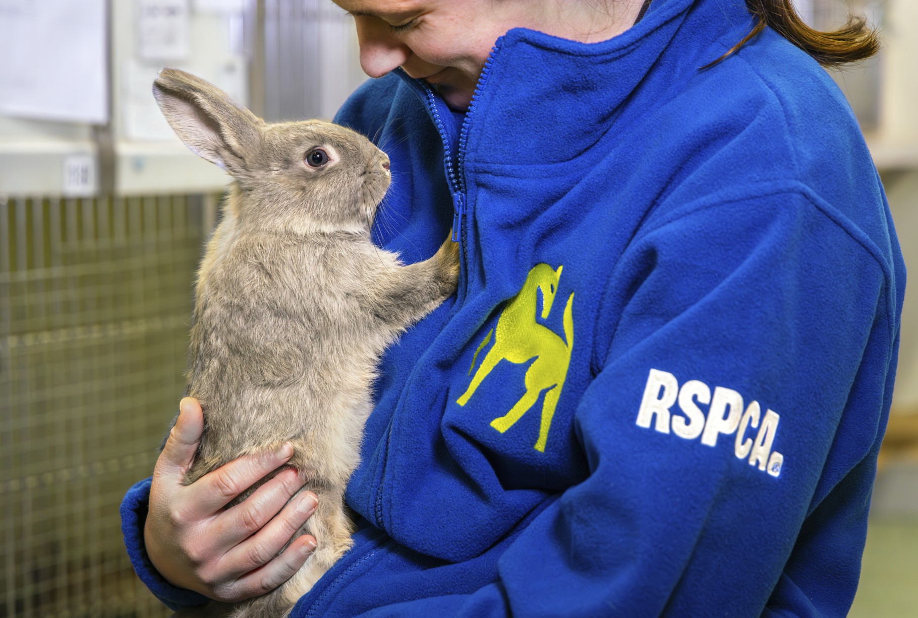 holding rabbit