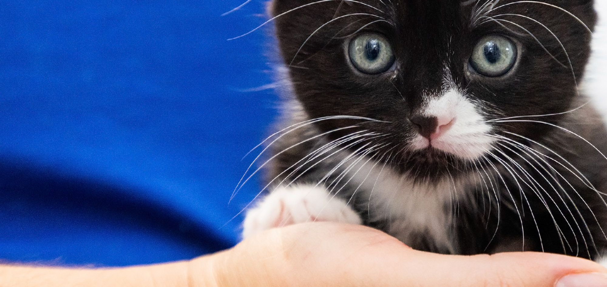 RSPCA kitty