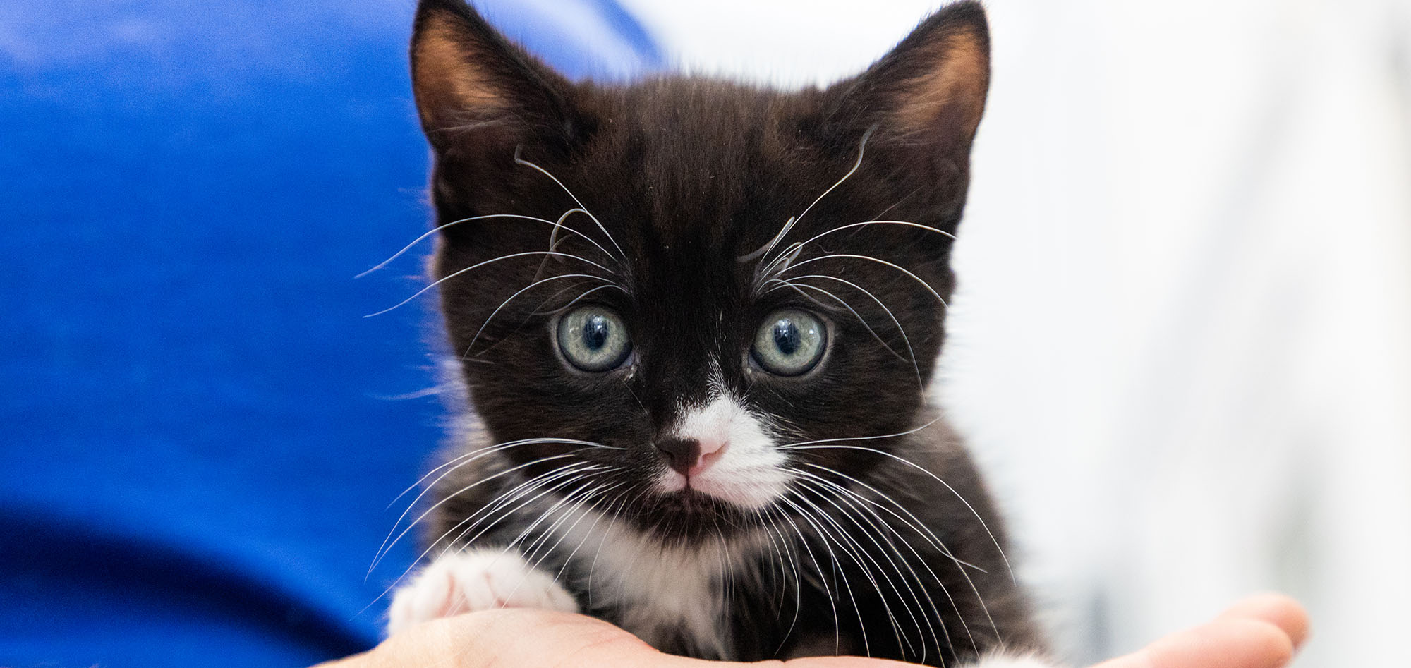RSPCA kitty