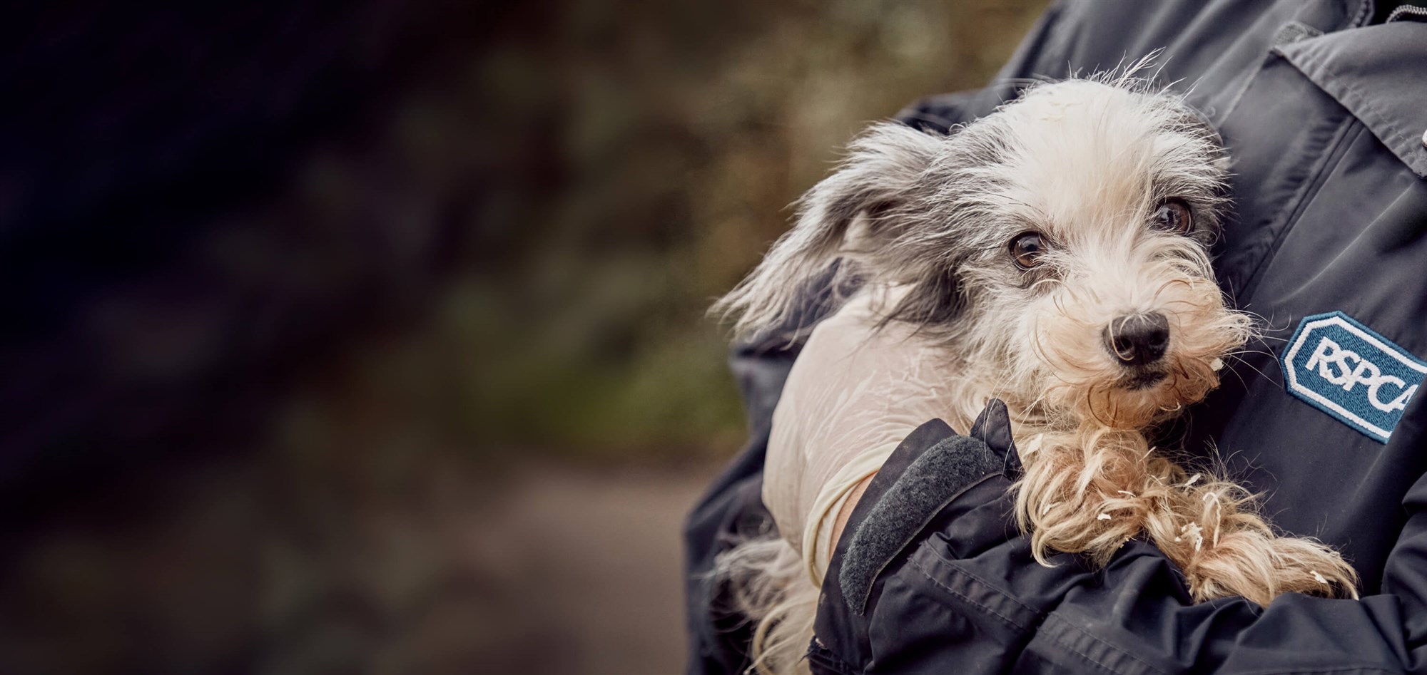 RSPCA puppy