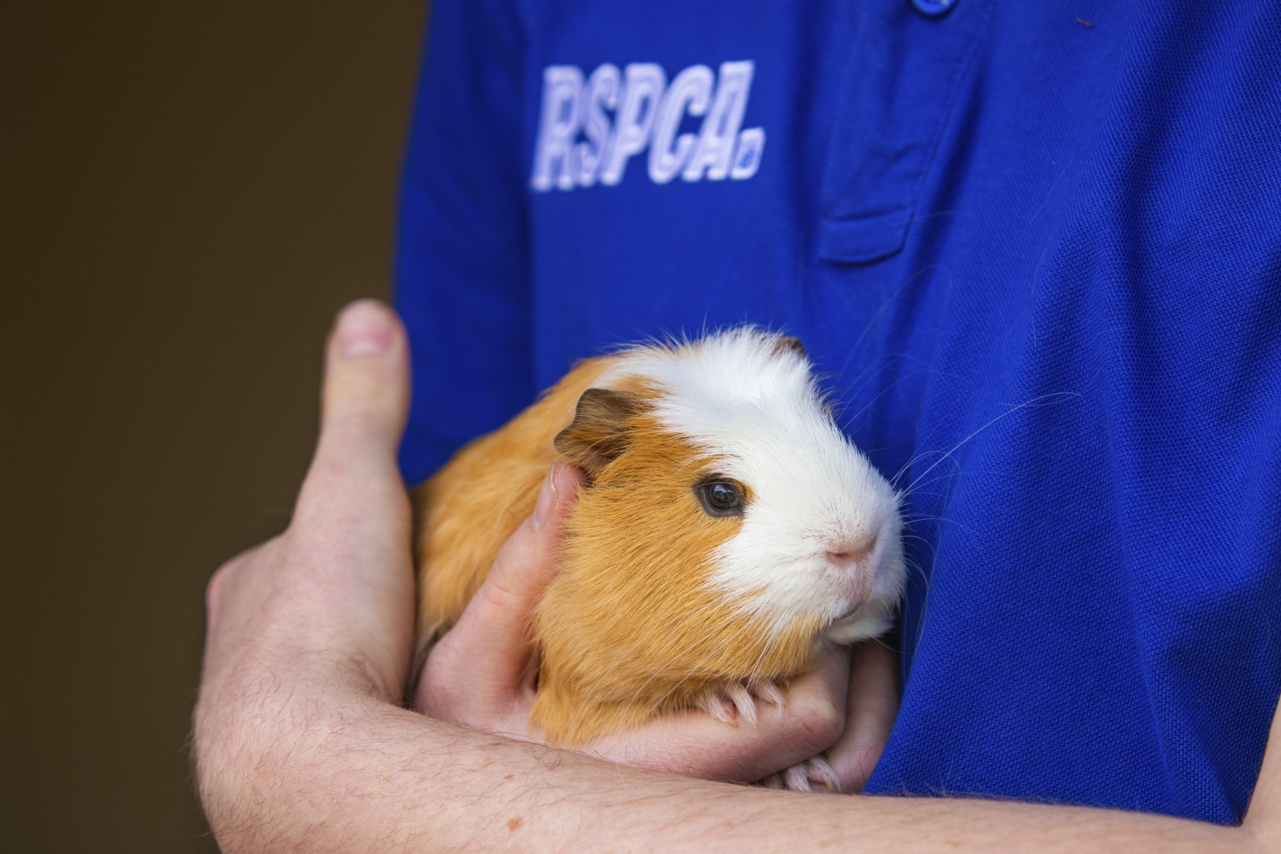 rspca volunteer holding hamster